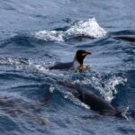 US defends tariffs on remote island of penguins and seals