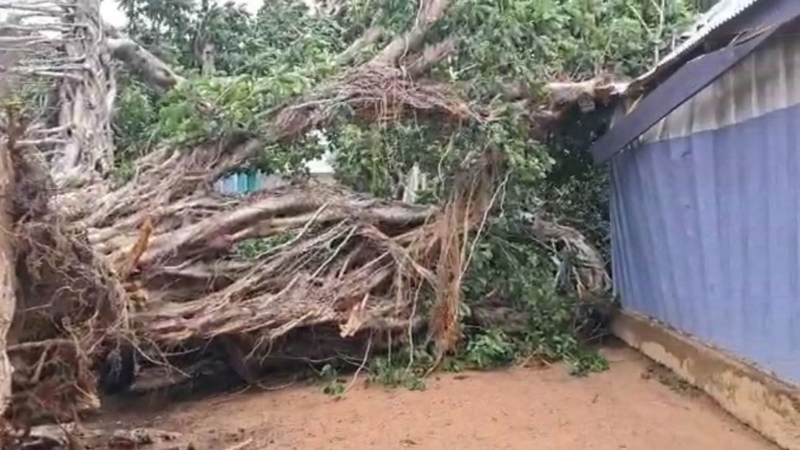 Middle-aged, 2 children trapped in their home after a fig tree sealed their frontage doors