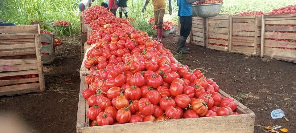 Agogo tomato farmers appeal to gov’t for irrigation dam 