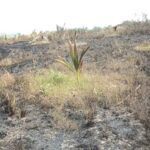 Asante Akyem Central MCE vows to arrest farm owners aiding galamsey