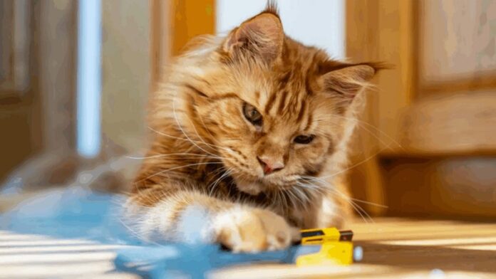 cat
