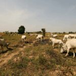 Nigeria imports Danish cows in bid to slash $1.5 billion milk import bill