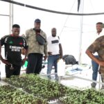 National Service Authority farms over 5,000 acres of maize to support government’s ‘Feed Ghana’ Project