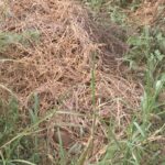 Man allegedly murdered, buried under dried grass at Gomoa Mamfam