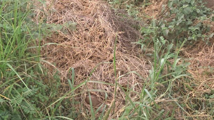 Dead body under grass