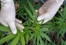 Trump weighs reclassifying marijuana as less dangerous drug, WSJ reports