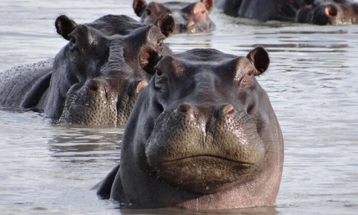 Hippopotamus (Hippopotamus amphibius) swimming, Botswana, Africa