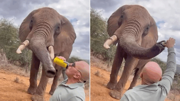 Tourist pouring beer down elephant’s trunk in Kenya sparks anger