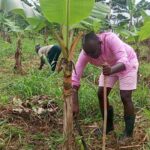 Abuakwa South MP works farms during recess, promoting farming over destructive galamsey