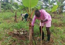 Abuakwa South MP works farms during recess, promoting farming over destructive galamsey