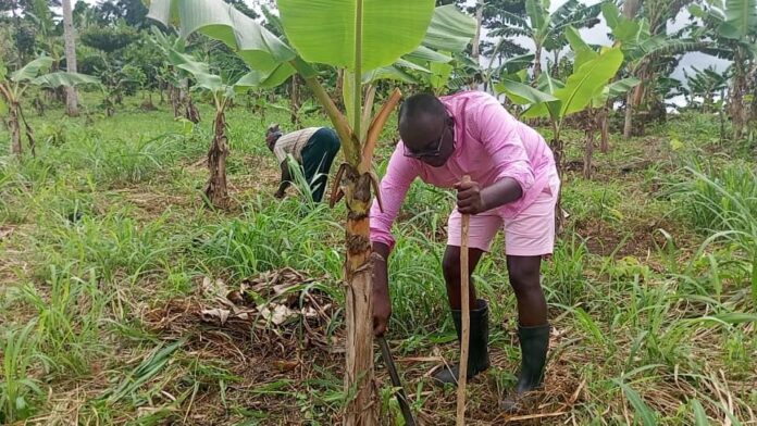 Abuakwa South MP works farms during recess, promoting farming over destructive galamsey Abuakwa South MP works farms during recess, promoting farming over destructive galamsey
