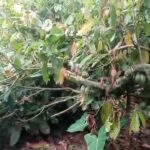 Prabon cocoa farmers cut down cocoa trees to make way for rice farms