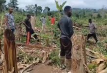Bibiani forest guards allegedly assault farmers at Aboduabo