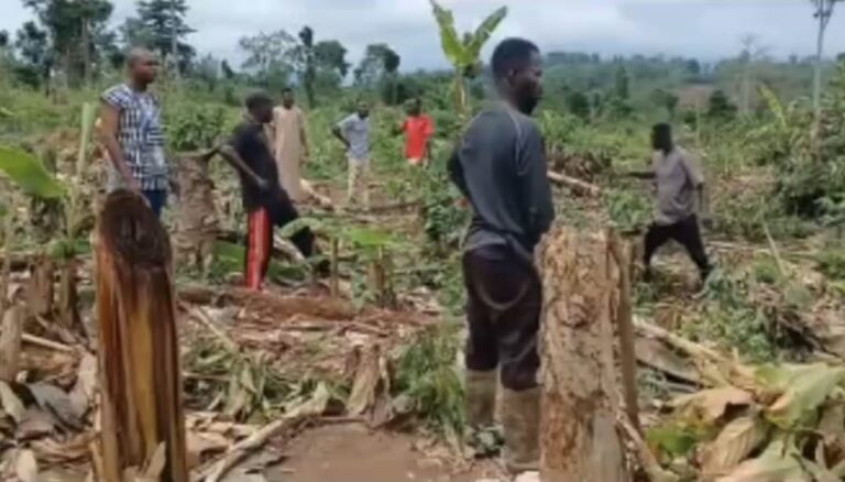 Bibiani forest guards allegedly assault farmers at Aboduabo