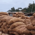 Asante Akyem North Onion farmers call on government to regulate imports Onion farmers in Asante Akyem North appeal for controlled imports to protect local market