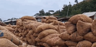 Onion farmers in Asante Akyem North appeal for controlled imports to protect local market