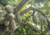 Cocoa Health Officer raises alarm over rising cocoa smuggling in Suaman District Cocoa Farmers urged to save to reduce borrowing during lean season