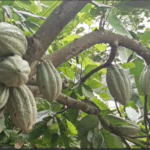 Cocoa Farmers urged to save to reduce borrowing during lean season