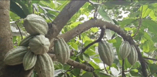 Cocoa Farmers urged to save to reduce borrowing during lean season