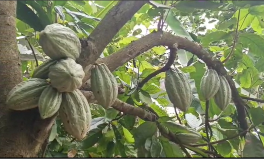 Cocoa Farmers urged to save to reduce borrowing during lean season Cocoa Farmers urged to save to reduce borrowing during lean season
