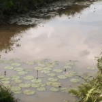 Ajiriba community appeals for potable water amid health risks