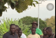 Gov’t buys tomatoes and onions from Asante Akim North farmers Â