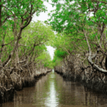 Ghana’s mangroves under threats – Hɛn Mpoano calls for urgent national rescue