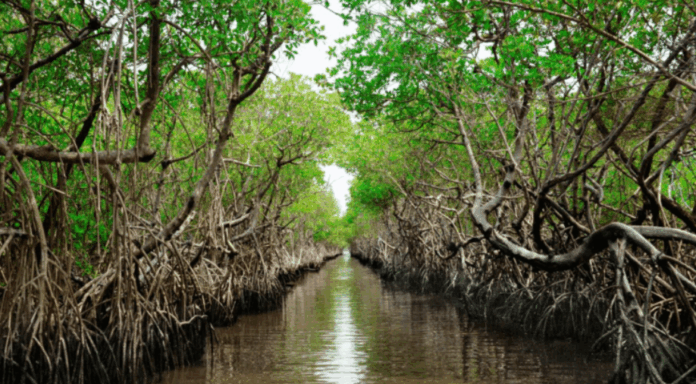 mangrove