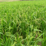 Upland rice from CSIR-CRI offers hope for local farmers and Ghana’s rice economy