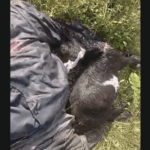 Mechanic found dead under mysterious circumstances at Larabanga