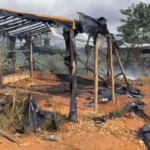 Galamsey: Ghana Institute of Foresters raises alarm over armed miners