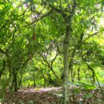 Cocoa farmers at largest producing area in Ashanti fear losing their crops to real estate development