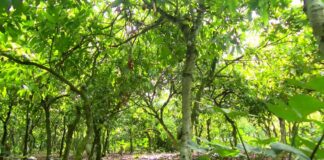 Cocoa farmers at largest producing area in Ashanti fear losing their crops to real estate development