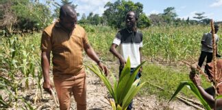 Coconut Federation Ghana leads farm inspection under presidential initiative in Bono Region