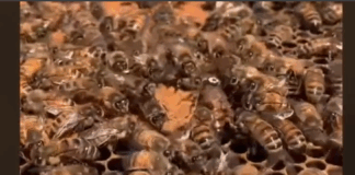 2 in critical condition, several injured after bee attack on funeral mourners at Agona Otwii-Krom