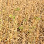 Climate crisis in Ghana: How rising temperatures are driving migration and environmental degradation