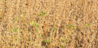 Climate crisis in Ghana: How rising temperatures are driving migration and environmental degradation