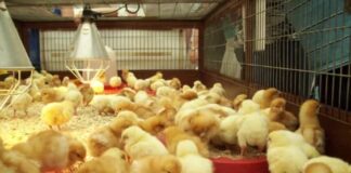 Mahama launches ‘Nkoko Nkitinkiti’ programme to boost poultry production