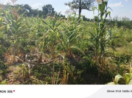 Maize farmers in Berekum struggle amid delayed rains and early harmattan