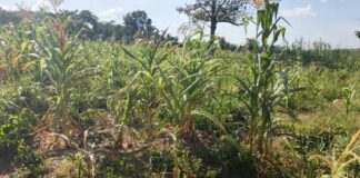 Maize farmers in Berekum struggle amid delayed rains and early harmattan