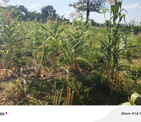 Maize farmers in Berekum struggle amid delayed rains and early harmattan