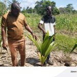Ghana EXIM Bank leads joint inspection tour of coconut farms in Bono Region as global demand for Ghanaian coconuts surges