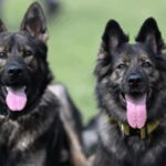 Police investigate theft of four dogs from Malawi presidential palace