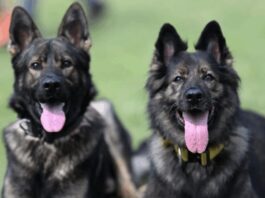 Police investigate theft of four dogs from Malawi presidential palace