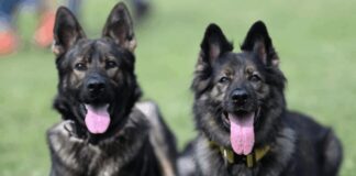 Police investigate theft of four dogs from Malawi presidential palace