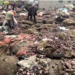 Onions worth GH¢3.1 million rot at Adjen Kotoku