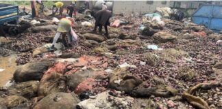 Onions worth GH¢3.1 million rot at Adjen Kotoku