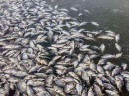 Mysterious salty tilapia raises alarm along Afram River