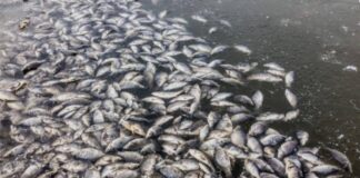 Mysterious salty tilapia raises alarm along Afram River