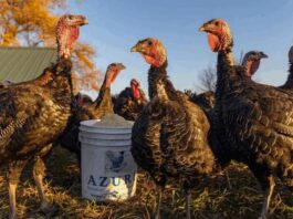 Indian scientists predict how bird flu could spread to humans